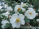 Rose spinosissima Rose spinosissima