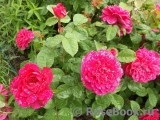 Sophy’s Rose Sophy’s Rose