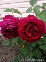 Falstaff® Falstaff®