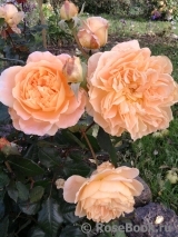 Crown Princess Margareta® Crown Princess Margareta®
