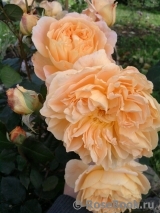 Crown Princess Margareta® Crown Princess Margareta®