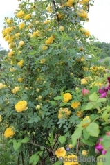 Persian Yellow Persian Yellow