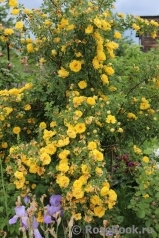 Persian Yellow Persian Yellow