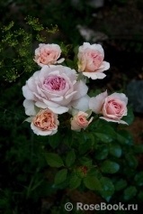 Abraham Darby Abraham Darby