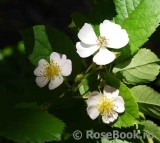 Rosa multiflora Rosa multiflora