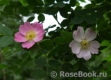 Rosa eglanteria Rosa eglanteria