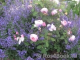 The Alnwick Rose The Alnwick Rose