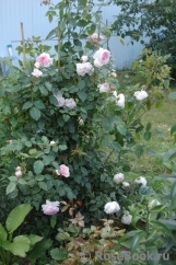 The Wedgwood Rose The Wedgwood Rose