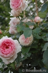 The Wedgwood Rose The Wedgwood Rose