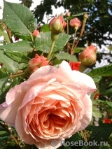 William Morris William Morris