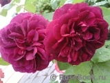 Darcey Bussell Darcey Bussell