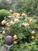 Crown Princess Margareta® Crown Princess Margareta®