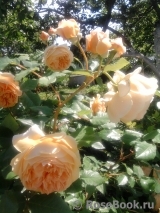 Crown Princess Margareta® Crown Princess Margareta®