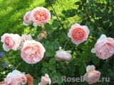 Abraham Darby Abraham Darby