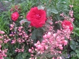 Dame de Coeur Dame de Coeur