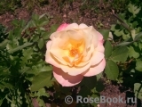 Apricot Queen Elizabeth Apricot Queen Elizabeth