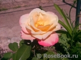 Apricot Queen Elizabeth Apricot Queen Elizabeth