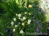 Sunny Rose Sunny Rose