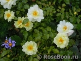 Sunny Rose Sunny Rose
