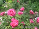 Rose de Rescht Rose de Rescht
