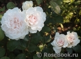 Great North Eastern Rose Great North Eastern Rose