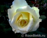White Licorice White Licorice