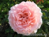 Morden Blush Morden Blush