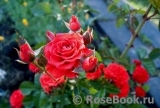 Baby Baccara ® Baby Baccara ®