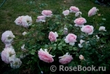 Abraham Darby Abraham Darby