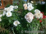 Lions Rose Lions Rose