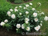 Lions Rose Lions Rose
