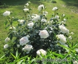 Lions Rose Lions Rose