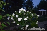 Aspirin Rose Aspirin Rose