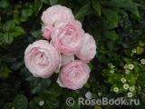 Hans Gonewein Rose Hans Gonewein Rose