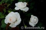 Aspirin Rose Aspirin Rose