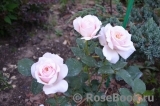 English Garden® English Garden®