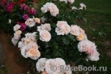 Twiggy’s Rose Twiggy’s Rose