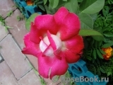 Rose Gaujard Rose Gaujard