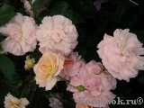 Strawberry Hill Strawberry Hill