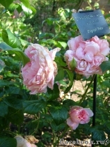Strawberry Hill Strawberry Hill