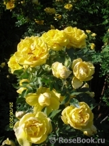 Persian Yellow Persian Yellow