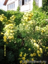 Persian Yellow Persian Yellow