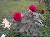 Rose des 4 Vents Rose des 4 Vents