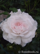 Great North Eastern Rose Great North Eastern Rose