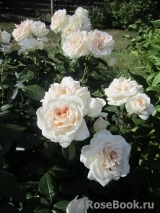 Lions Rose Lions Rose