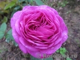 Heidi Klum Rose Heidi Klum Rose