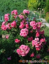 Rosarium Uetersen Rosarium Uetersen