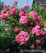 Rosarium Uetersen Rosarium Uetersen