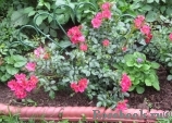 Rose Cascade Rose Cascade