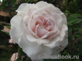 Great North Eastern Rose Great North Eastern Rose